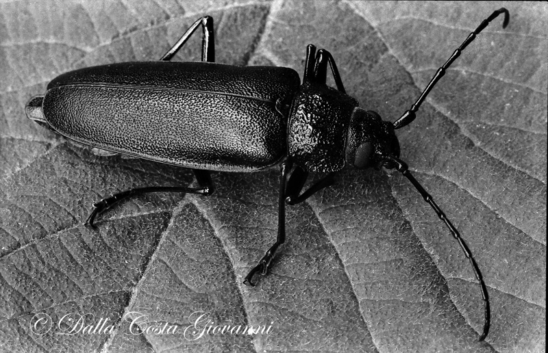 Ergates faber (Cerambycidae), foto b/n agosto 1969
